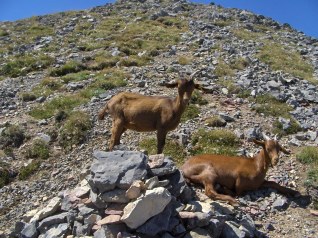 Goats in the Hautes-Alpes