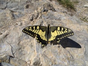 Machaon butterfly, Hautes Alpes