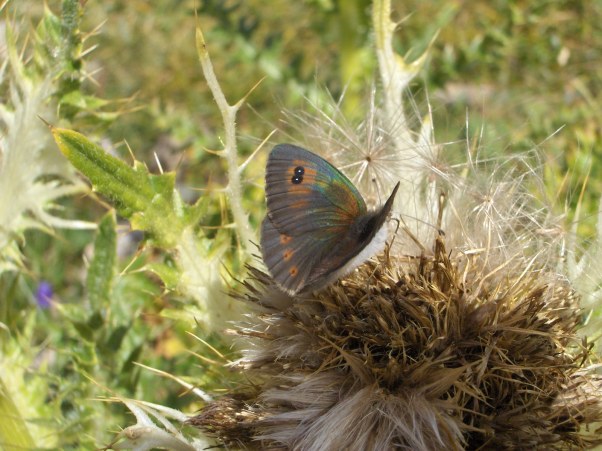 Butterfly, Hautes-Alpes