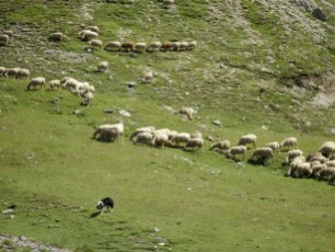 Herd of sheep near Jausiers in the Ubaye Valley
