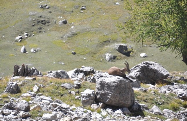 Ibex in the Ubaye Valley