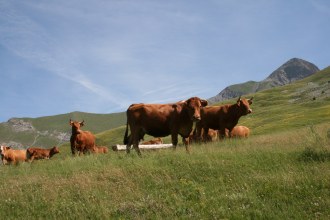 Alpine pasture near Seyne-les-Alpes